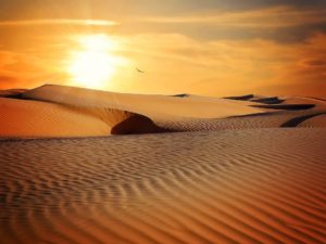Read more about the article Tartufi nel deserto?